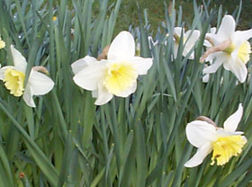 daffodils (photo: freeimages)