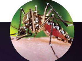 mosquito (CDC info pamphlet)
