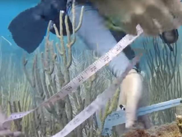 measuring coral reefs in the USVI