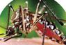 mosquito (CDC info pamphlet)